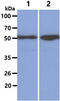 Kruppel Like Factor 4 antibody, GTX57568, GeneTex, Western Blot image 