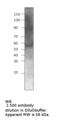 RUNX Family Transcription Factor 1 antibody, MBS540493, MyBioSource, Western Blot image 