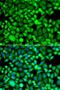 Proteasome Subunit Beta 8 antibody, LS-B15635, Lifespan Biosciences, Immunofluorescence image 
