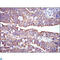 Prohibitin antibody, LS-C812751, Lifespan Biosciences, Immunohistochemistry paraffin image 