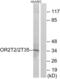 Olfactory Receptor Family 2 Subfamily T Member 35 antibody, abx015369, Abbexa, Western Blot image 