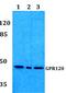 Free Fatty Acid Receptor 4 antibody, LS-B11842, Lifespan Biosciences, Western Blot image 
