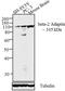 Adaptor Related Protein Complex 2 Subunit Beta 1 antibody, PA1-1066, Invitrogen Antibodies, Western Blot image 