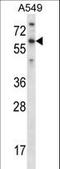 T-box transcription factor TBX21 antibody, LS-C161751, Lifespan Biosciences, Western Blot image 