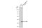 Cellular Communication Network Factor 2 antibody, GTX635577, GeneTex, Western Blot image 