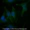 Caveolin 1 antibody, NB100-615AF488, Novus Biologicals, Immunofluorescence image 