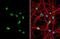 ArfGAP With Dual PH Domains 1 antibody, NBP1-31179, Novus Biologicals, Immunofluorescence image 