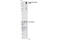 Colony Stimulating Factor 1 Receptor antibody, 3080S, Cell Signaling Technology, Western Blot image 