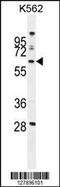 WD Repeat Domain 49 antibody, 55-482, ProSci, Western Blot image 