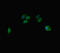 TBC1 Domain Family Member 7 antibody, LS-C679747, Lifespan Biosciences, Immunofluorescence image 