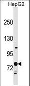 Ring Finger Protein 145 antibody, PA5-72051, Invitrogen Antibodies, Western Blot image 