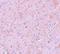 Piasx antibody, A04130, Boster Biological Technology, Immunohistochemistry frozen image 