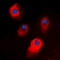 STEAP3 Metalloreductase antibody, LS-C358338, Lifespan Biosciences, Immunofluorescence image 