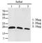 Rac Family Small GTPase 2 antibody, orb137443, Biorbyt, Western Blot image 