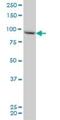 Ral Guanine Nucleotide Dissociation Stimulator Like 2 antibody, H00005863-M02, Novus Biologicals, Western Blot image 