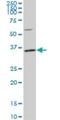 Phospholipid scramblase 3 antibody, H00057048-M02, Novus Biologicals, Western Blot image 