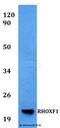 Rhox homeobox family member 1 antibody, A13108, Boster Biological Technology, Western Blot image 