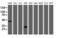 Mitochondrial Translational Initiation Factor 3 antibody, LS-C175292, Lifespan Biosciences, Western Blot image 