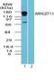 Rho Guanine Nucleotide Exchange Factor 11 antibody, NBP2-24517, Novus Biologicals, Western Blot image 