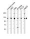 Vinculin antibody, M01207-2, Boster Biological Technology, Western Blot image 