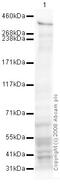 TRX1 antibody, ab32400, Abcam, Western Blot image 