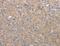 Adhesion G Protein-Coupled Receptor E5 antibody, MBS2522556, MyBioSource, Immunohistochemistry paraffin image 