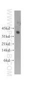 Syntaxin 11 antibody, 13301-1-AP, Proteintech Group, Western Blot image 