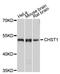 Carbohydrate Sulfotransferase 1 antibody, STJ111437, St John