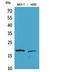 Histone H3 antibody, STJ96798, St John