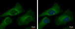 Mucin 2, Oligomeric Mucus/Gel-Forming antibody, GTX100664, GeneTex, Immunocytochemistry image 