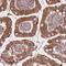 Mucin 5AC, Oligomeric Mucus/Gel-Forming antibody, NBP2-54732, Novus Biologicals, Immunohistochemistry paraffin image 