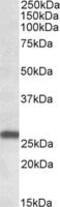 MOB Family Member 4, Phocein antibody, MBS422547, MyBioSource, Western Blot image 