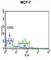 Centromere Protein N antibody, abx032341, Abbexa, Western Blot image 