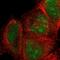 SIX Homeobox 1 antibody, PA5-51654, Invitrogen Antibodies, Immunofluorescence image 