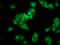 Brain Expressed X-Linked 2 antibody, LS-C379947, Lifespan Biosciences, Immunofluorescence image 