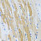 WAP Four-Disulfide Core Domain 2 antibody, LS-C409035, Lifespan Biosciences, Immunohistochemistry frozen image 