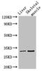 Radial Spoke Head 9 Homolog antibody, LS-C679367, Lifespan Biosciences, Western Blot image 