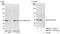 STIP1 Homology And U-Box Containing Protein 1 antibody, NB100-77315, Novus Biologicals, Western Blot image 