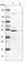 Bystin Like antibody, HPA031217, Atlas Antibodies, Western Blot image 