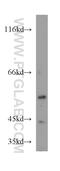 Sorting Nexin 7 antibody, 12269-1-AP, Proteintech Group, Western Blot image 