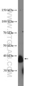 TNF Superfamily Member 9 antibody, 16337-1-AP, Proteintech Group, Western Blot image 