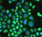 HCLS1 Associated Protein X-1 antibody, FNab03765, FineTest, Immunofluorescence image 