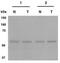 Gliomedin antibody, TA309672, Origene, Western Blot image 