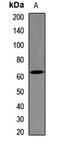 Metadherin antibody, LS-C668963, Lifespan Biosciences, Western Blot image 