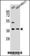 Annexin A2 antibody, 62-900, ProSci, Western Blot image 