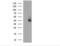 Serpin Family B Member 3 antibody, NBP2-74109, Novus Biologicals, Western Blot image 