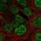 PLAG1 Zinc Finger antibody, NBP2-56656, Novus Biologicals, Immunocytochemistry image 