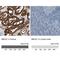 Gamma-Butyrobetaine Hydroxylase 1 antibody, NBP1-88695, Novus Biologicals, Immunohistochemistry paraffin image 