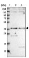 Sorting Nexin 16 antibody, PA5-55165, Invitrogen Antibodies, Western Blot image 