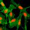 Histone Cluster 4 H4 antibody, GTX60912, GeneTex, Immunofluorescence image 